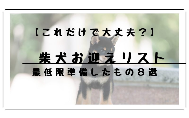 柴犬お迎え