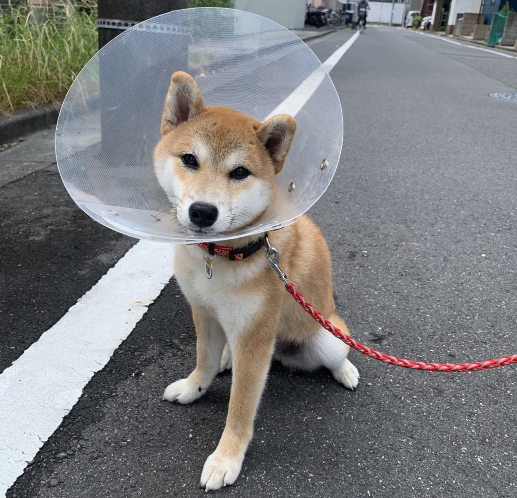 歩けない柴犬