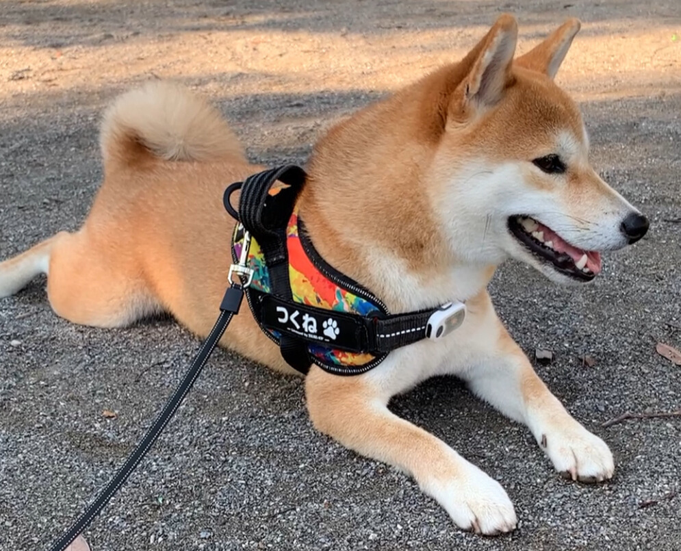 ユリウスK9ハーネス（柴犬）